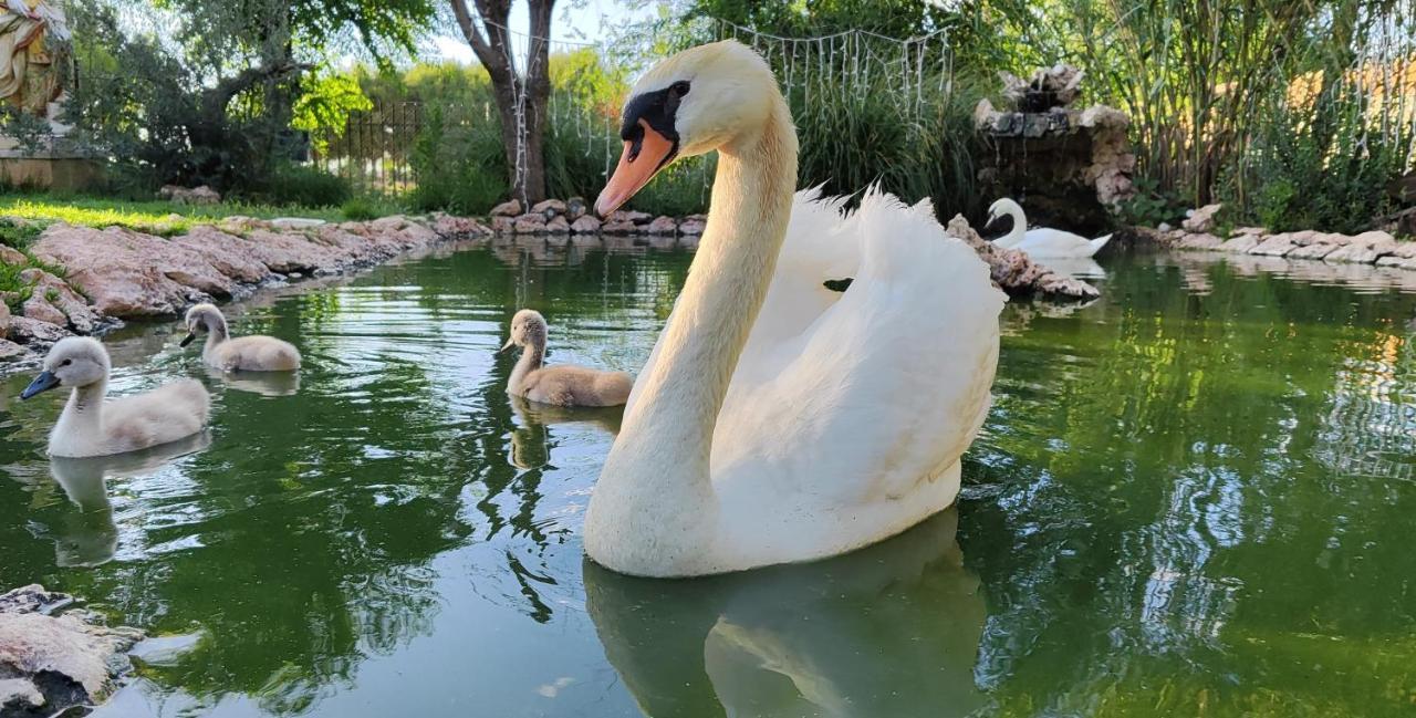 Refugio Madera Estilo Arabe Con Estatuas, Estanques Y Un Pequeno Zoo Konuk evi Albacete Dış mekan fotoğraf